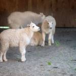 A mountain goat kid removed from the Olympic Mountains awaits eventual shipment to a wildlife park or a zoo at Northwest Trek Wildlife Park. (Katie Cotterill)