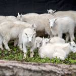 A herd of mountain goat kids huddle together at Northwest Trek Wildlife Park in Eatonville as they become socialized in preparation for shipment to zoos and wildlife parks. (Katie Cotterill)