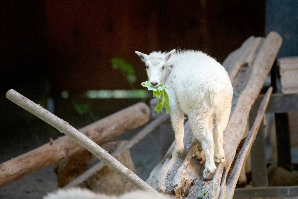 A mountain goat kid eats greens at Northwest Trek Wildlife Park in Eatonville. (Katie Cotterill)