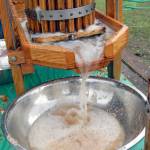 Fresh cider pours into a collection bowl under a cider press Friday at Applestock. (Keith Thorpe/Peninsula Daily News)