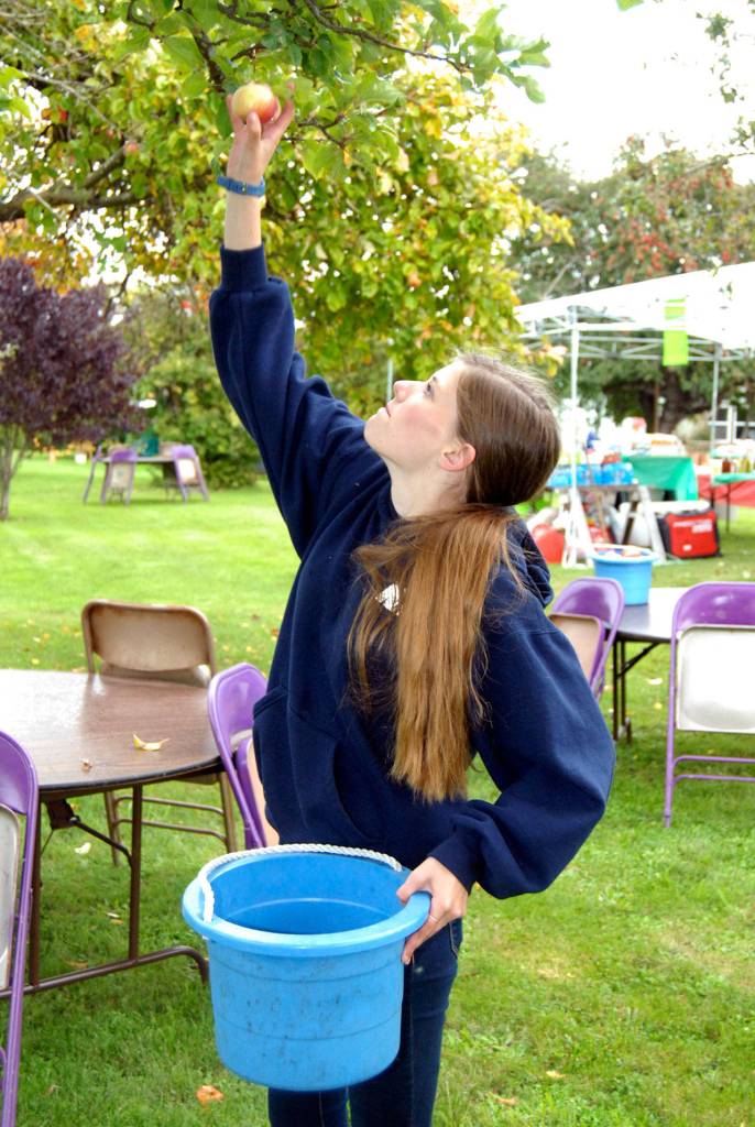 Volunteer Cheyenne Maggard, 16, of Port Angeles picks an apple from the Williams Manor orchards Friday. (Keith Thorpe/Peninsula Daily News)