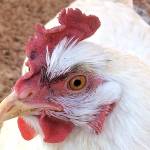 OUTDOORS: Vacationing with my fine, feathered friend