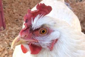 OUTDOORS: Vacationing with my fine, feathered friend