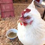 Michael Carman/Peninsula Daily News Trixie the chicken, pet hen of the authors sister.