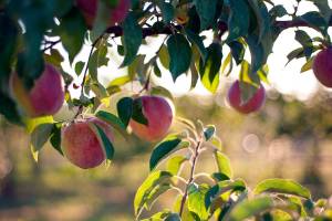 Top 5 events coming to the Peninsula