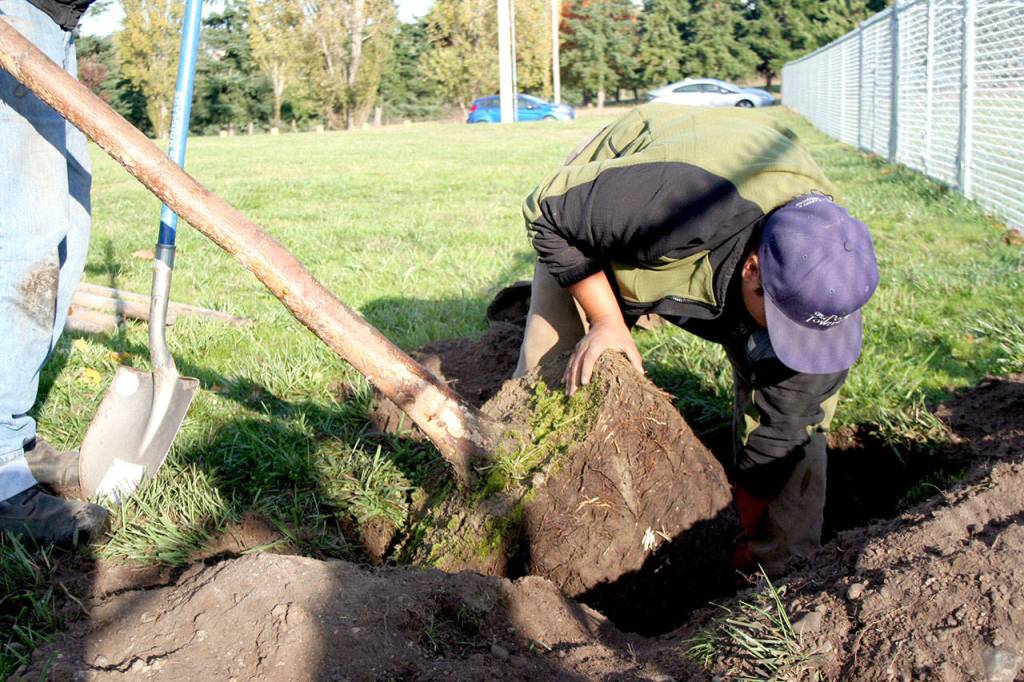 Bre Ganne, the lead operator for Port Townsends parks and recreation department, works the base of a paper birch tree into the ground at the west end of the Mountain View Dog Park. (Brian McLean/Peninsula Daily News)