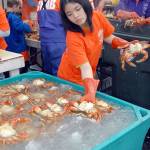 Crab preparer Vanessa Affandy of Port Angeles places freshly-gutted crabs into a container filled with iced saltwater as they wait for cooking for hungry patrons of the Dungeness Crab and Seafood Festival on Saturday. (Keith Thorpe/Peninsula Daily News)