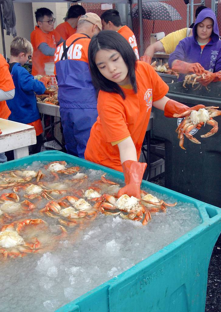 Crab preparer Vanessa Affandy of Port Angeles places freshly-gutted crabs into a container filled with iced saltwater as they wait for cooking for hungry patrons of the Dungeness Crab and Seafood Festival on Saturday. (Keith Thorpe/Peninsula Daily News)