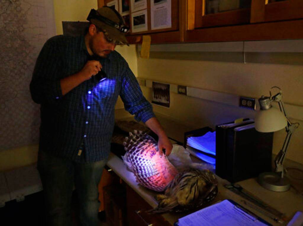 Jordan Hazan uses an ultraviolet light in a lab in Corvallis, Ore., in the early morning hours of Oct. 24, 2018, to examine a male barred owl he shot earlier in the night. Theyre beautiful birds. Its a little sad to have to kill them, said Hazan, a wildlife technician who took the job in 2015 after spending two years surveying for increasingly scarce spotted owls. (Ted S. Warren/The Associated Press)