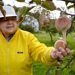 Leilani Kingsbury holds one of her apples that she covered a nylon over to discourage bugs. Over the years, shes learned to dehydrate fruit, press apples into cider and can fruit. (Matthew Nash/Olympic Peninsula News Group)