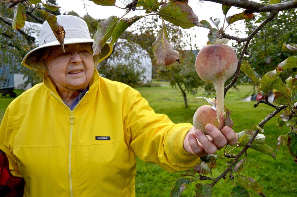 Leilani Kingsbury holds one of her apples that she covered a nylon over to discourage bugs. Over the years, shes learned to dehydrate fruit, press apples into cider and can fruit. (Matthew Nash/Olympic Peninsula News Group)