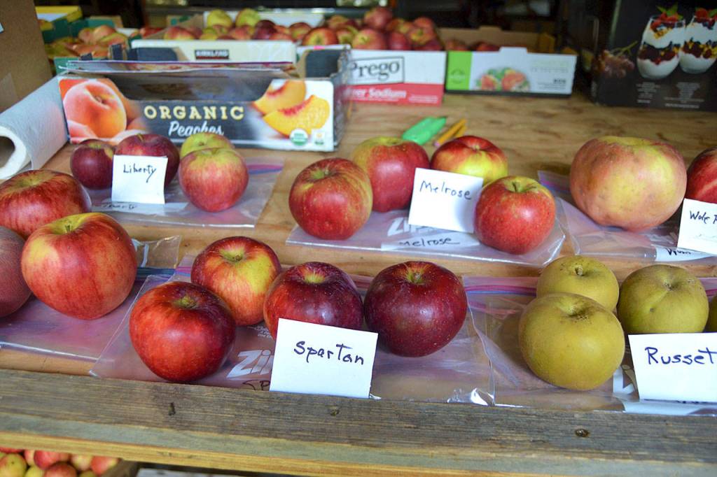 More than 200 varieties of apples and pears will be displayed at Saturdays Fall Fruit Show. (Matthew Nash/Olympic Peninsula News Group)