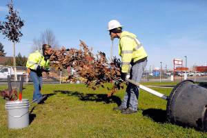Tree planting in Port Angeles park