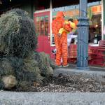 Tobin Reifenstahl, 12, of Port Angeles disguises himself as a bush to scare passers-by from a planter in downtown Port Angeles on Halloween. (Keith Thorpe/Peninsula Daily News)