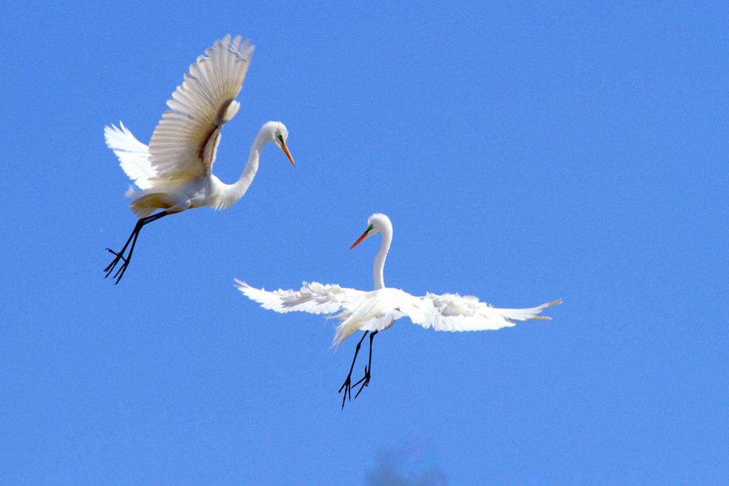 Lets Dance! by Beverly McNeil