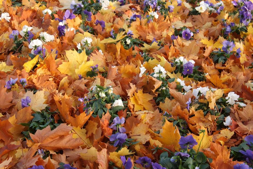 Tacoma by Jan Kepley, a featured artist at Decorate with Panache during the Nov. 1 First Friday Art Walk. Submitted photo