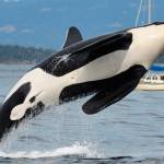 K25, also known as Scoter, is seen jumping nearly fully out of the water. (Ken Balcomb/Center for Whale Research)