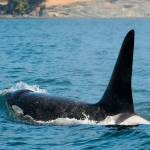 L84, also known as Nyssa, travels through the water. (Dave Ellifrit/Center for Whale Research)                                L84, also known as Nyssa, travels through the water. (Dave Ellifrit/Center for Whale Research)