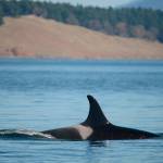J17, also known as Princess Angeline, glides along. (Ken Balcomb/Center for Whale Research)