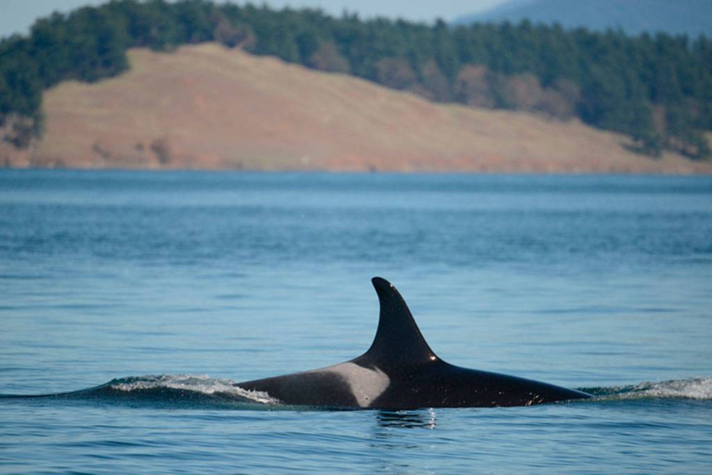 J17, also known as Princess Angeline, glides along. (Ken Balcomb/Center for Whale Research)