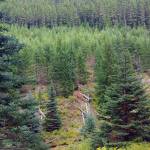 A view of the Silver Creek valley from the Silver Lake Way Trail in September. A consolidation of parking at the Tubal Cain Trailhead will add to non-motorized travel time to the Silver Lakes Way Trail in 2020 under a new plan to decommission and/or close some roads to vehicles. (Michael J. Foster/Olympic Peninsula News Group)