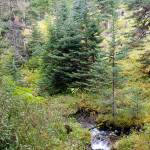 A view of Silver Creek from the Silver Lake Way Trail in September. (Michael J. Foster/Olympic Peninsula News Group)