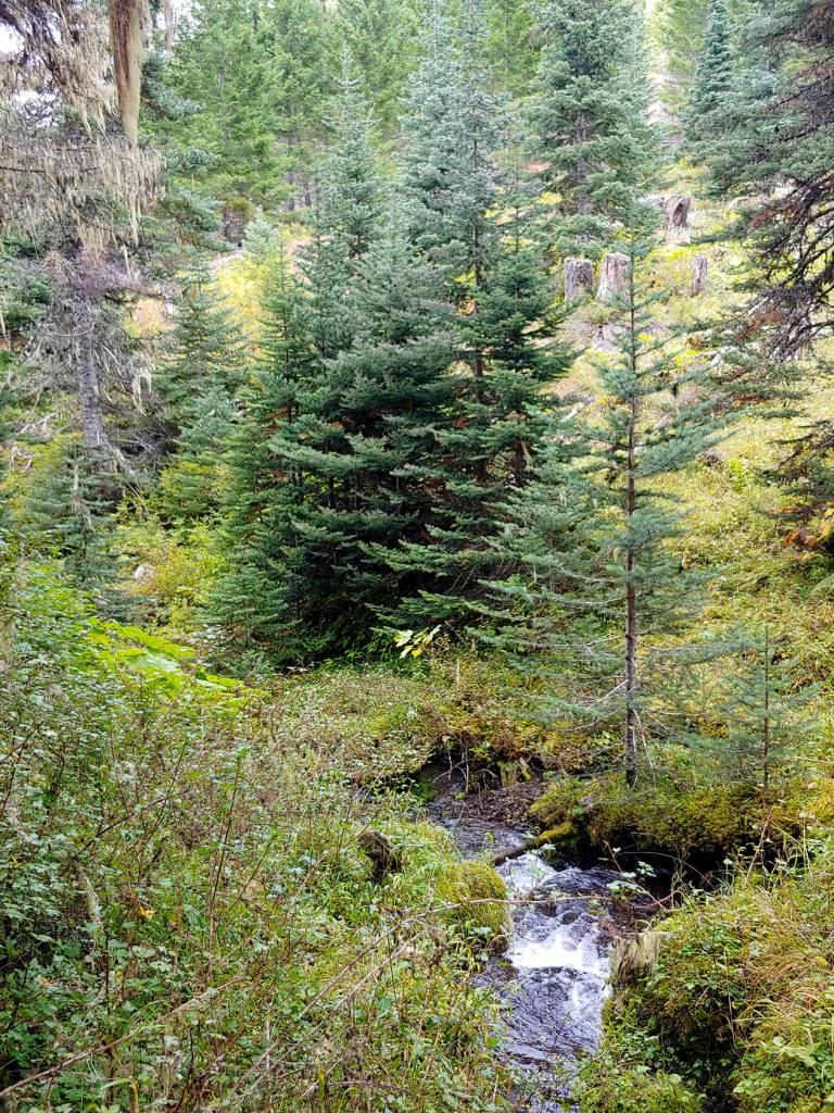 A view of Silver Creek from the Silver Lake Way Trail in September. (Michael J. Foster/Olympic Peninsula News Group)