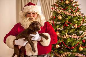 Thanksgiving Day run, yoga, pet photos and more planned