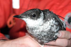 Marbled murrelet strategy criticized for impact on rural areas