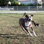 Jasper, a pit bull mix, gets in some exercise Tuesday at the Mountain View Dog Park, one of Port Townsends newest recreational opportunities. The city will host a meeting Tuesday at the Cotton Building, 607 Water St., to provide results of a public survey and to identify gaps in its current parks, recreation and open space areas. (Brian McLean/Peninsula Daily News)