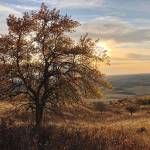 Botanists scour aging orchards for long-lost apple varieties