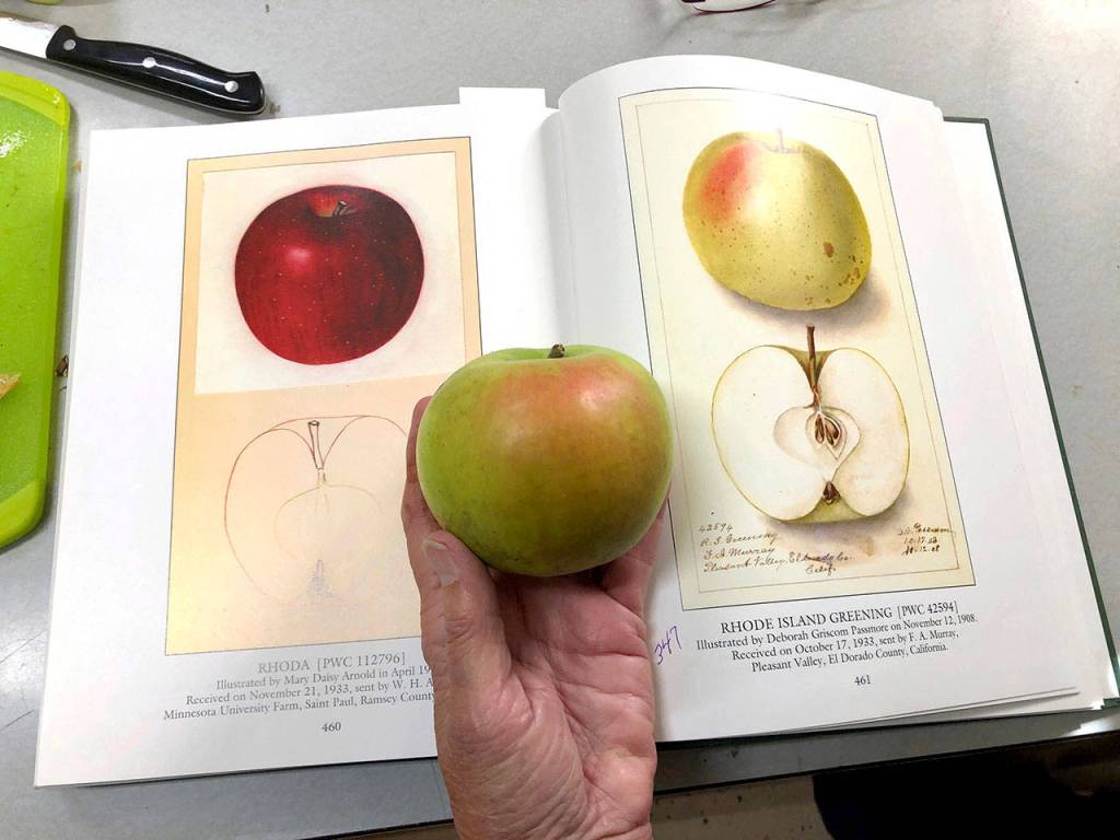 Joanie Cooper of the Temperate Orchard Conservancy compares a rare apple to a 1908 watercolor illustration of the same variety in a U.S. Department of Agriculture book Oct. 30 as she works in her lab in Molalla, Ore. (Gillian Flaccus/The Associated Press)