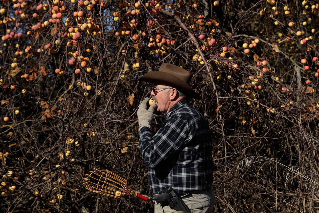 Amateur botanist E.J. Brandt of The Lost Apple Project bites into an apple he picked from a tree Oct. 29 in an orchard near Troy, Idaho. (Ted S. Warren/The Associated Press)