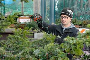 Santa to preside over tree-lighting ceremonies