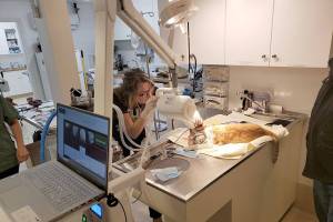 Center Valley Animal Rescue shelter receives dental equipment donation