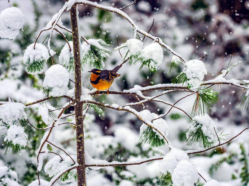 A varied thrush graces December in the 2020 Journal of Seasons calendar. (photo courtesy of Lazelle Nature Photography)