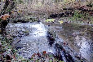 Guided walks along Ennis Creek offered by appointment