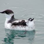 Board greenlights marbled murrelet conservation plan