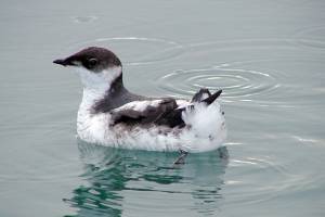 Board greenlights marbled murrelet conservation plan
