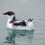 A juvenile marbled murrelet. (Rich MacIntosh/U.S. Fish and Wildlife Service)