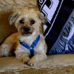 Pannie sits still for a brief moment in the apartment she shares with Linda Perry. (Diane Urbani de la Paz/for Peninsula Daily News)