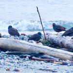 These black oystercatchers were found on a Port Townsend beach during the Admiralty Audubons Christmas Bird Count last Saturday. (Wendy Feltham)