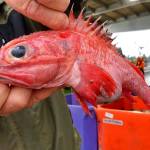 Oregon, California fishery rebounds in conservation ‘home run’