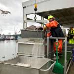 In this Dec. 11, 2019, photo, a worker prepares to dump a bucket of fish onto a conveyor belt for sorting after the fish were unloaded from a bottom trawler containing rockfish and other groundfish species in Warrenton, Ore. (AP Photo/Gillian Flaccus)