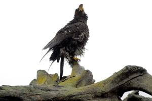 Drying on the driftwood