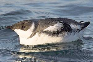 Marbled murrelet plans spark lawsuits