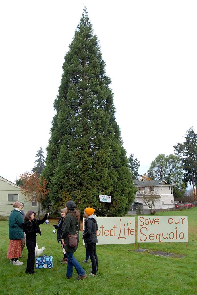 People gather in Lions Park in Port Angeles in December 2018 to protest the citys plans to fell a sequoia tree with roots that was damaging a nearby house. (Keith Thorpe/Peninsula Daily News)