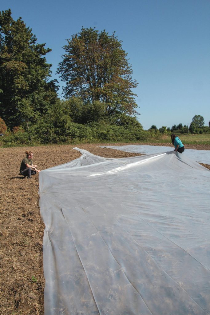 In August, staff with the Jamestown SKlallam Tribes Traditional Foods Project lay gardening plastic on tilled soil to kill invasive plants in preparation for planting native plants. (Tiffany Royal)
