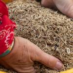Volunteers were given buckets of seeds to plant by hand on the tribes new prairie. (Tiffany Royal)