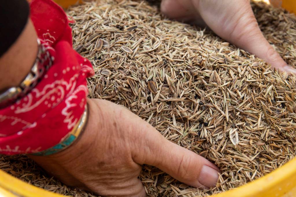 Volunteers were given buckets of seeds to plant by hand on the tribes new prairie. (Tiffany Royal)